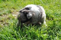 Des Sentiers De L'argance - Shetland Sheepdog - Portée née le 06/04/2020